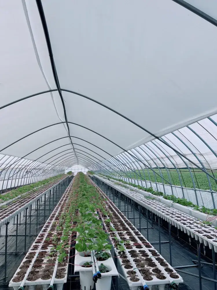 イチゴ農園のスタッフ