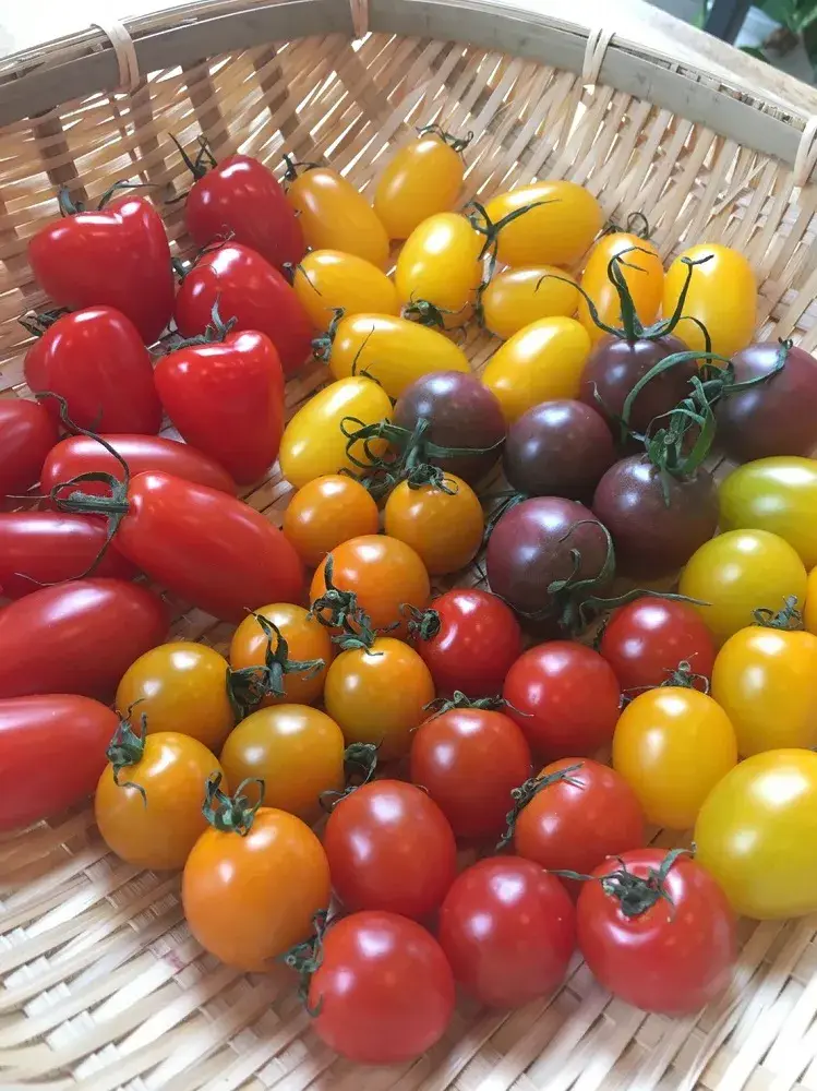 収穫した野菜の運搬作業